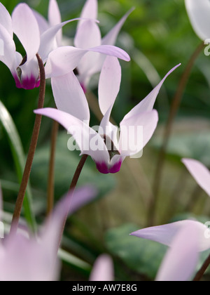 Il persiano ciclamino (Cyclamen persicum) Foto Stock