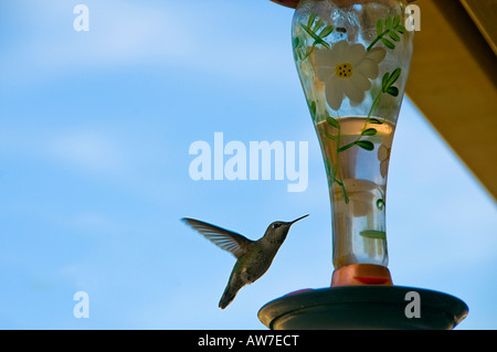 Ronzio uccello alimentatore a Foto Stock