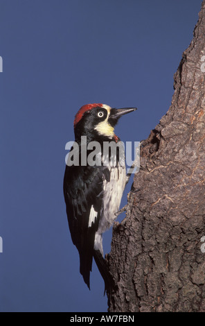 Acorn Woodpecker maschio, Melanerpes formicivorus, sul tronco di quercia. Foto Stock