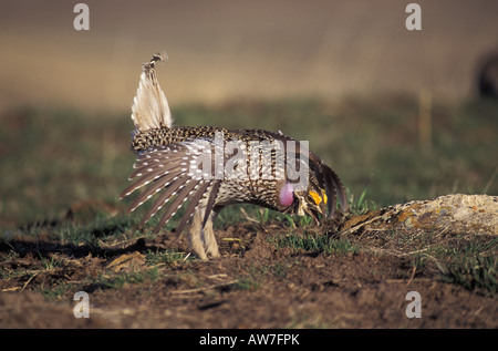 Sharp-tailed Grouse maschio, Tympanuchus phasianellus, di corteggiamento. Foto Stock