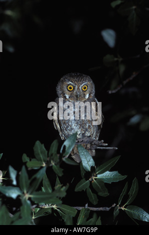 Elf Owl, Micrathene whitneyi, in quercia. Foto Stock