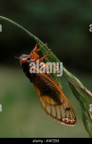 Cicala periodica (13-anno,Magicicada specie,Brood XIX) sul peduncolo vegetale Foto Stock