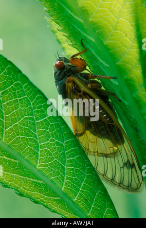 Cicala periodica (13-anno,Magicicada specie,Brood XIX) sulla lamina Foto Stock