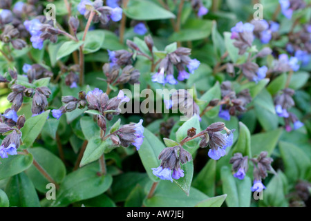 PULMONARIA MAWSON S BLUE inizio di marzo Foto Stock