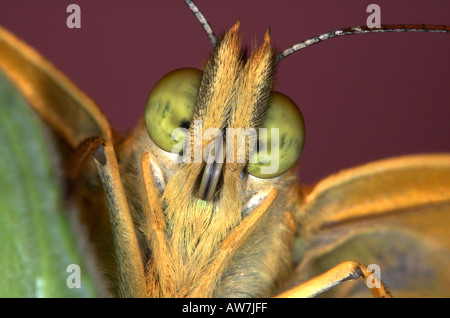 Argento lavato Fritillary farfalla Argynnis paphia Regno Unito Foto Stock