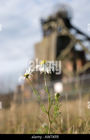 Pleasley colliery con fiore Foto Stock