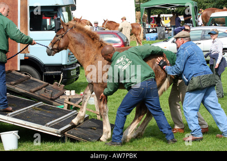 In corrispondenza di un cavallo mostra quattro uomini "convincere" un punzone Suffolk colt per andare nel box per cavallo Foto Stock