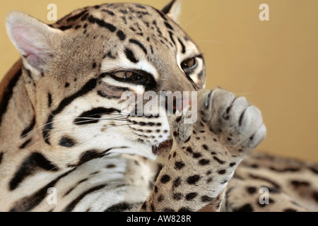 Femmina adulta ocelot toelettatura Foto Stock