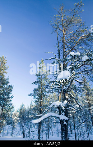 Alberi in Urho Kehkkosen Parco Nazionale vicino a Saariselka il nord della Finlandia Foto Stock