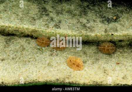 Scala nera salssettia oleae immaturo fuligginosa stampo su una foglia di oliva Foto Stock