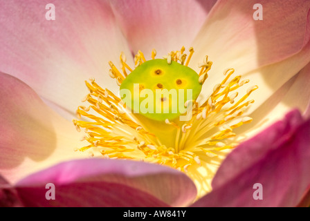 Centro di un fiore di loto, Cambogia. Foto Stock