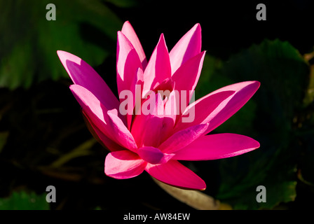 Fiore di loto di sunrise, Cambogia Foto Stock