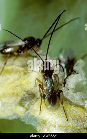 Parassitoide braconid wasp Apantales glomeratus adulto appena schiuse dal suo bozzolo Foto Stock