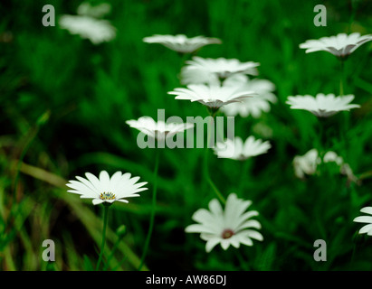 Osteospermum cape daisy fiori bianchi Foto Stock