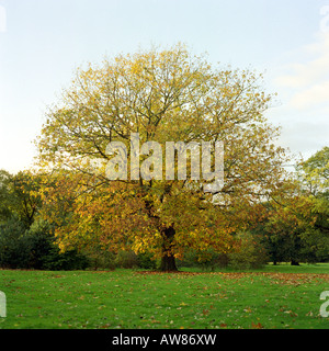 Alberi autunnali al tramonto in un parco a Birmingham Foto Stock