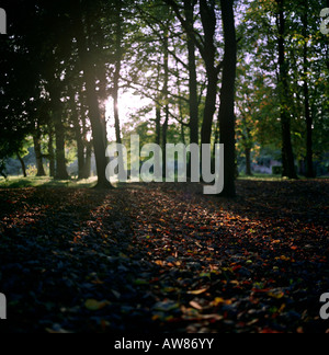 Alberi autunnali al tramonto in un parco a Birmingham Foto Stock