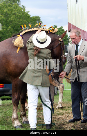 Una signora in camicia di hacking e cappello di Panama si prepara a Suffolk Punch cavallo per la mostra l'anello Foto Stock