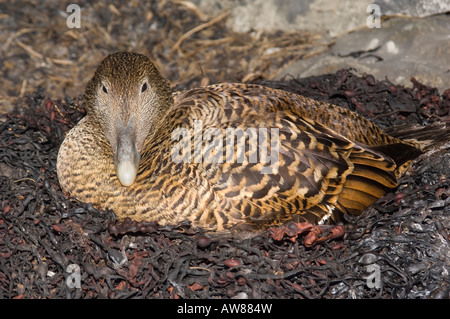 Femmina eider duck nel nido Foto Stock