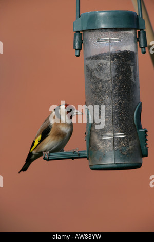 Cardellino Carduelis carduelis West Midlands inverno Foto Stock