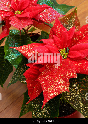 Stella di natale (Euphorbia pulcherrima) con glitter Foto Stock