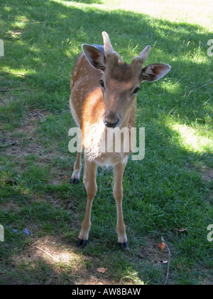 Giovane cervo antilope bambi allevamento di capre agricoltura Foto Stock