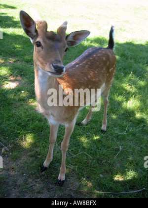 Giovane cervo antilope bambi allevamento di capre agricoltura Foto Stock