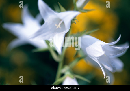 Campanule bianco Foto Stock