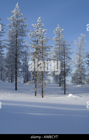 Bosco con brina alberi coperti al di sopra del Circolo Polare Artico, Urho Kehkkosen Parco Nazionale vicino a Saariselka il nord della Finlandia Foto Stock