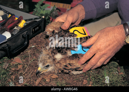 Nibbio reale Milvus milvus annidata essendo ala tagged Black Isle Scozia Scotland Foto Stock