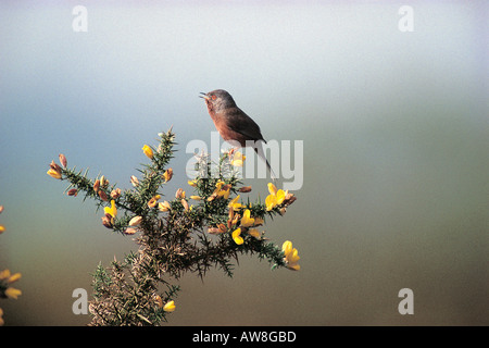 Dartford trillo Sylvia undata maschio adulto cantando su gorse Surrey in Inghilterra Foto Stock