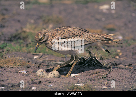 Pietra-curlew Burhinus oedicnemus adulto presso il nido di uova di tornitura Norfolk Inghilterra Foto Stock