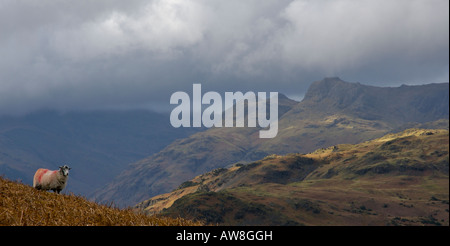 Herdwick pecora su Loughrigg Fell, con The Langdale Pikes in background, Parco Nazionale del Distretto dei Laghi, Cumbria, Regno Unito Foto Stock