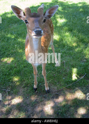 Giovane cervo antilope bambi allevamento di capre agricoltura Foto Stock