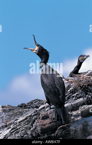 Cormorano Phalacrocorax carbo adulto in estate piumaggio a colonia nidificazione Ross shire Scozia Scotland Foto Stock