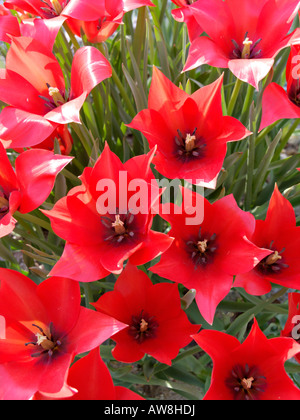 Tulipano selvatico (tulipa linifolia) Foto Stock