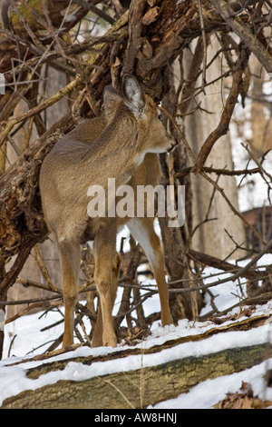 Il giovane cervo americano americano il capriolo americano fa fawn verticale ad alta risoluzione Foto Stock