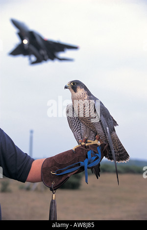 I falconieri peregrine Falco peregrinus in bird strike ruolo di prevenzione a RAF Lakenheath Suffolk in Inghilterra Foto Stock