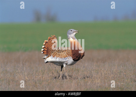 Grande bustard Otis tarda maschio adulto nella primavera del piumaggio a partire dal corteggiamento Castilla y Leon Spagna Aprile Foto Stock
