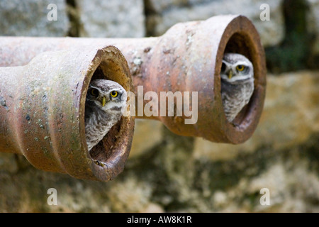 Coppia di spotted owlets athene brama nascondere in tubi di drenaggio Foto Stock