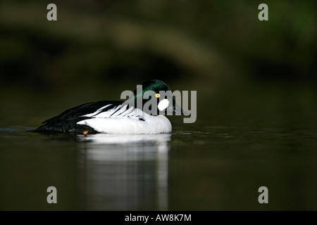 Goldeneye Bucephala clangula maschio Lancs inverno Foto Stock