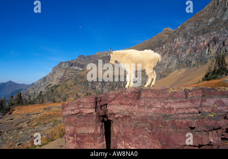 Giovani capre di montagna Oreamnos americanus su Logan pass Glacier National Park Montana Foto Stock