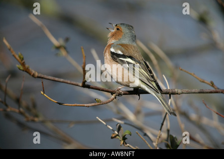 Fringuello Fringilla coelebs maschio Lancs REGNO UNITO Inverno Foto Stock