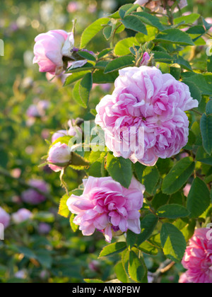 Cavolo cappuccio rosa (rosa centifolia x 'Caterina de' Wurttemberg) Foto Stock