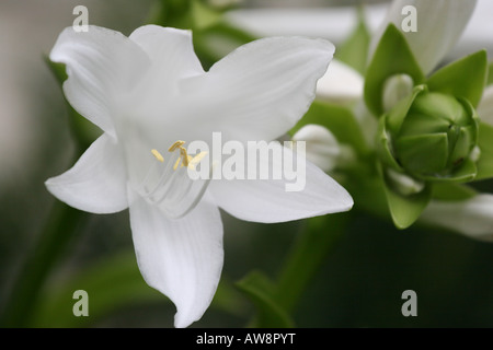 Fiore singolo Hosta Sieboldiana elegans gemme bianche e floreali piante piante piante fiore dettaglio primo piano nessuno alta risoluzione orizzontale Foto Stock