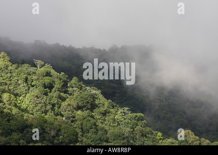 Foresta Pluviale di El Yunque puerto rico Foto Stock