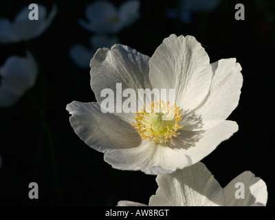 Snowdrop anemone (anemone sylvestris) Foto Stock