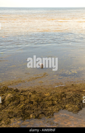 Alghe Blu-verdi nel Mar Baltico in estate Foto Stock