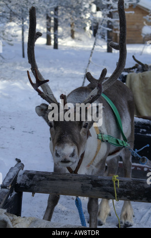 La renna in Urho Kehkkosen Parco Nazionale vicino a Saariselka Finlandia settentrionale, imbrigliato ad una slitta Foto Stock