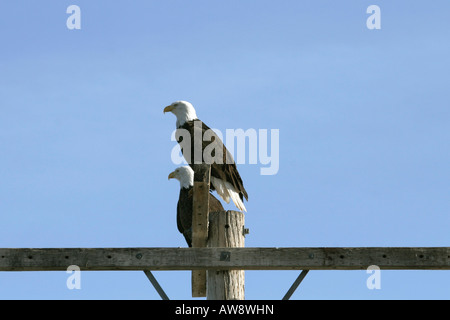 Due aquile calve Haliaeetus leucocephalus appollaiato su un palo Foto Stock