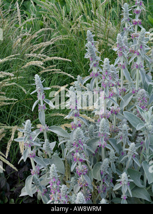 Agnello le orecchie (stachys byzantina) Foto Stock